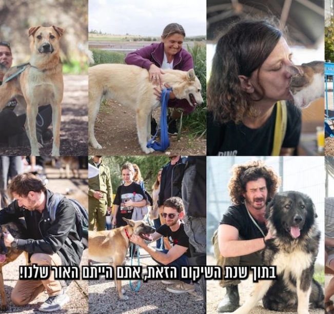 קולאז' תמונות אנשים עם כלבים וחתולים