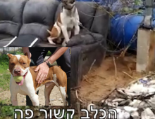 תמונה של כלב חום לבן, קשור, יושב על ספה בחוץ, מחסום על פיו ותמונה של אותו הכלב עם כדור בפה.