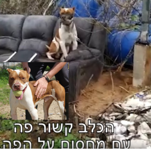 תמונה של כלב חום לבן, קשור, יושב על ספה בחוץ, מחסום על פיו ותמונה של אותו הכלב עם כדור בפה.