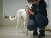 בחורה לבושה בחולצה כחולה ארוכה ומכנסי ג'ינס, כורעת ברך במסדרון ומחבקת כלבים לבנה שעומדת לידה. הכלבה מצמידה את ראשה אל הבחורה.