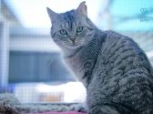 חתולה אפורה עם עיניים ירוקות, יושבת על אדן החלון ומסובבת ראשה אחורה.