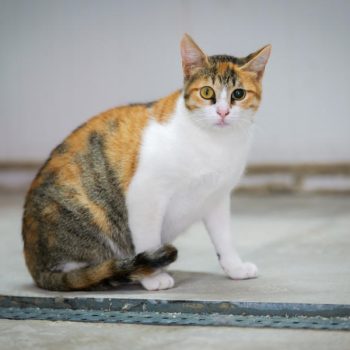גורת חתולים עם פרווה בצבעי לבן, ג'ינג'י, שחור, עם עין אחת עכורה, יושבת על הריצפה ומביטה קדיימה.