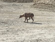 כלבה ללא פרווה, גופה ורוד ופצוע, הולכת כפופה בנוף מדברי.