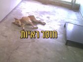 גור כלבים רזה, שווכב בכלוב על הריצפה