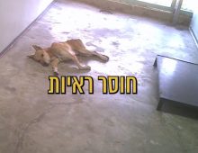 גור כלבים רזה, שווכב בכלוב על הריצפה