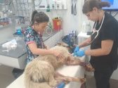 כלב לבן שוכב על מיטת טיפולים, כששתי וטרינריות מטפלות בו.