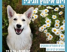כלב לבן בשדה פרחים לבנים מביט למעלה.