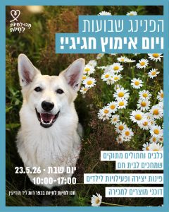 כלב לבן בשדה פרחים לבנים מביט למעלה.