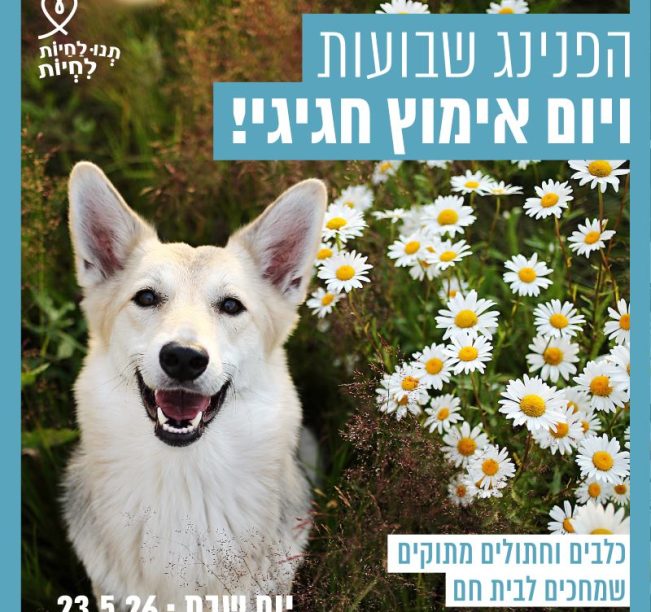 כלב לבן בשדה פרחים לבנים מביט למעלה.
