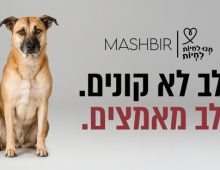 כלב חום בגודל בינוני יושב