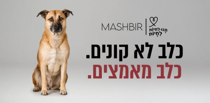 כלב חום בגודל בינוני יושב