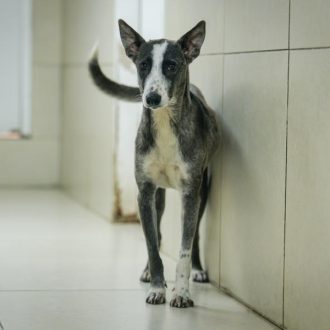 כלבה שחורה לבנה, בגודל בינוני, אוזניה עומדות וזנבה מורם, עומדת במסדרון, צמוד לקיר ומביטה קדימה.