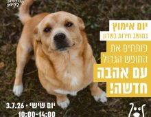 כלב חום לבן, יושב על הדשא ומביט למעלה.