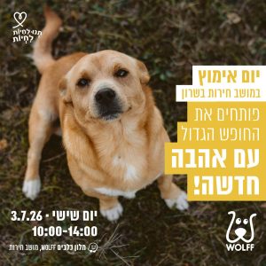 כלב חום לבן, יושב על הדשא ומביט למעלה.