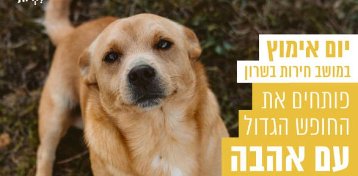 כלב חום לבן, יושב על הדשא ומביט למעלה.