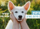 כפות ידיים עוטפות את פניו של גור כלבים לבן
