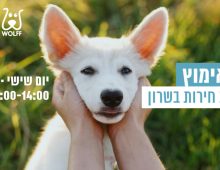 כפות ידיים עוטפות את פניו של גור כלבים לבן