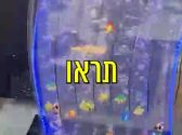 אקווריום עם דגים צבעוניים