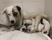 כלבה שחורה לבנה, עם עין פצועה, שוכבת על שמיכה לבנה עם גורים לבנים שחורים שיונקים ממנה.