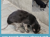 חתולה שחורה לבנה עומדת מכופפת ברחוב ואוכלת על המדרכה.