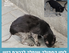 חתולה שחורה לבנה עומדת מכופפת ברחוב ואוכלת על המדרכה.