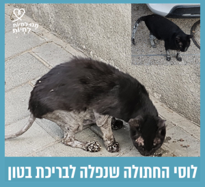 חתולה שחורה לבנה עומדת מכופפת ברחוב ואוכלת על המדרכה.