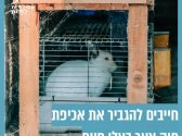 ארנב לבן בכלוב