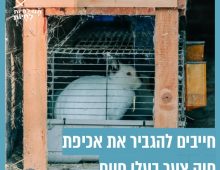 ארנב לבן בכלוב