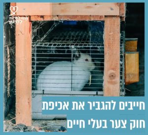 ארנב לבן בכלוב