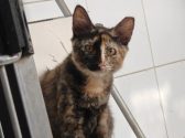גורת חתולים ג'ינג'ית שחורה, יושבת בחדר ומביטה למעלה.