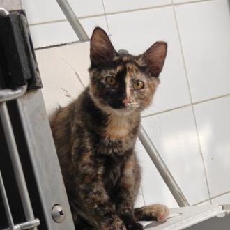 גורת חתולים ג'ינג'ית שחורה, יושבת בחדר ומביטה למעלה.