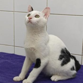 גור חתולים לבן שחור, יושב בחדר על שמיכה סגולה ומביט למעלה.