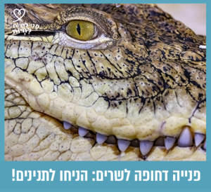 תמונת תקריב על פניו של תנין