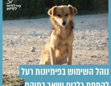 כלב חום בגודל בינוני יושב עזוב