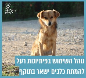 כלב חום בגודל בינוני יושב עזוב