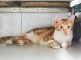 גורת חתולים ג'ינג'ית לבנה, שוכבת על הריצפה ומביטה ימינה.