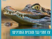 ראשו תנין מציץ מתוך מים