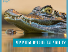 ראשו תנין מציץ מתוך מים