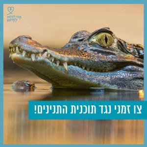 ראשו תנין מציץ מתוך מים
