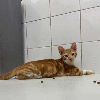 גור חתולים ג'ינג'י שוכב על הריצפה בחדר ומפנה ראשו אחורה.