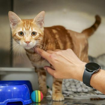 יד מלטפת גור חתולים ג'ינג'י שעומד בכלוב ומביט קדימה.