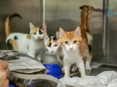 גור חתולים ג'ינג'י לבן ושתי גורות חתולים בצבעי ג'ינג'י, לבן, שחור, עומדים בכלוב ומביטים קדימה.