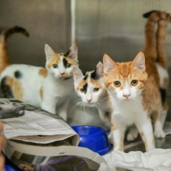גור חתולים ג'ינג'י לבן ושתי גורות חתולים בצבעי ג'ינג'י, לבן, שחור, עומדים בכלוב ומביטים קדימה.