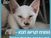 פניו של חתול לבן פצוע