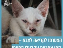 פניו של חתול לבן פצוע
