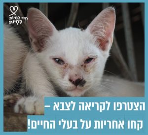 פניו של חתול לבן פצוע