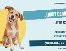 כלב חום לבן בגודל בינוני, מטה ראשו ימינה על רקע כחול צהוב.