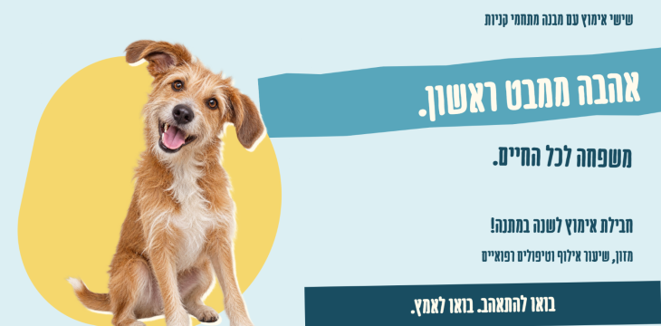 כלב חום לבן בגודל בינוני, מטה ראשו ימינה על רקע כחול צהוב.
